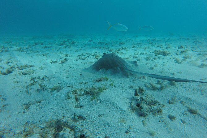 Snorkeling Tour (with Light Refreshments) - Three snorkeling spots in Buccoo Reef: how the day likely plays out
