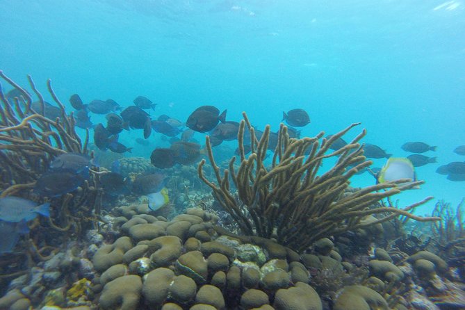 Snorkeling Tour (with Light Refreshments) - Wildlife chances: dolphins, turtles, manta rays, and sting rays (realistically)