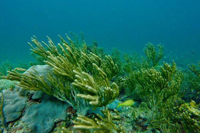 Snorkeling Tour (with Light Refreshments) - Captain Bruce and the photo-friendly speedboat ride