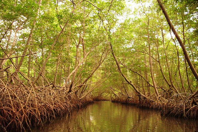 Sunset Boat Tour into Caroni Wetlands - Why a Caroni Wetlands boat tour is worth your afternoon
