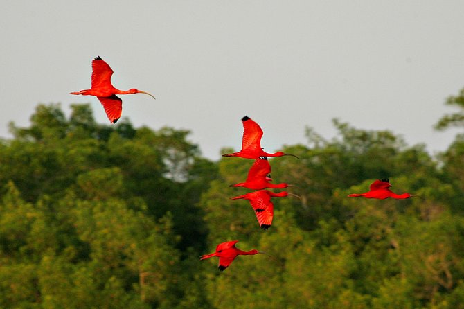 Sunset Boat Tour into Caroni Wetlands - The 4-hour flow: how the day actually moves