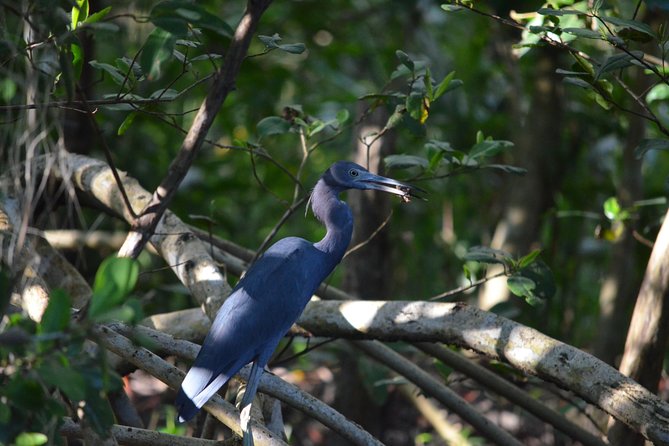Sunset Boat Tour into Caroni Wetlands - Stop at Caroni Lagoon National Park: the real highlight