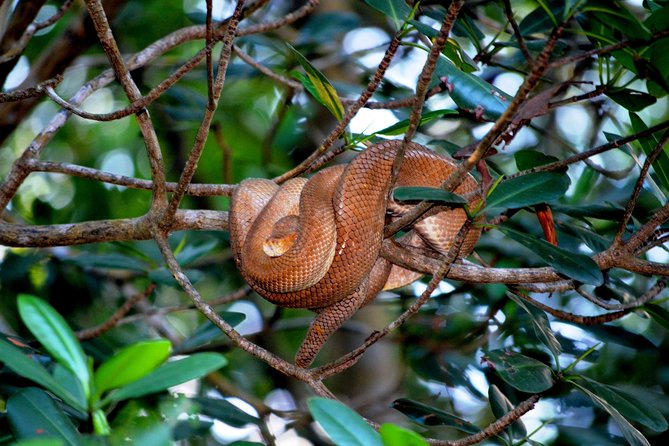 Sunset Boat Tour into Caroni Wetlands - What wildlife you might actually see on the water