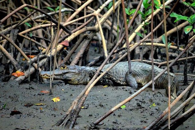 Sunset Boat Tour into Caroni Wetlands - Your guide can make or break the sightings