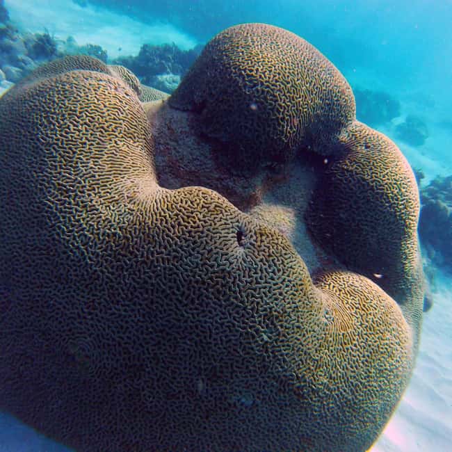 Tobago: Coral Reef Boat Tour with BBQ and Transfer - FAQ