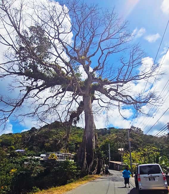 Tobago: Half Day Atlantic Coast Tour with Transfer - Argyle Falls: Nature Walk, 3 Tiers, and a Swim Where It Counts