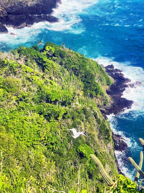 Tobago: Little Tobago Bird Sanctuary Visit and Boat Tour - Goat Island Snorkel Stop: A Reef Experience Built for Short Time
