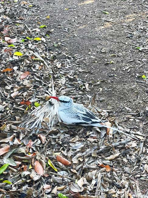 Tobago: Little Tobago Bird Sanctuary Visit and Boat Tour - Guides and Drivers: Why Names Matter on a Day Like This