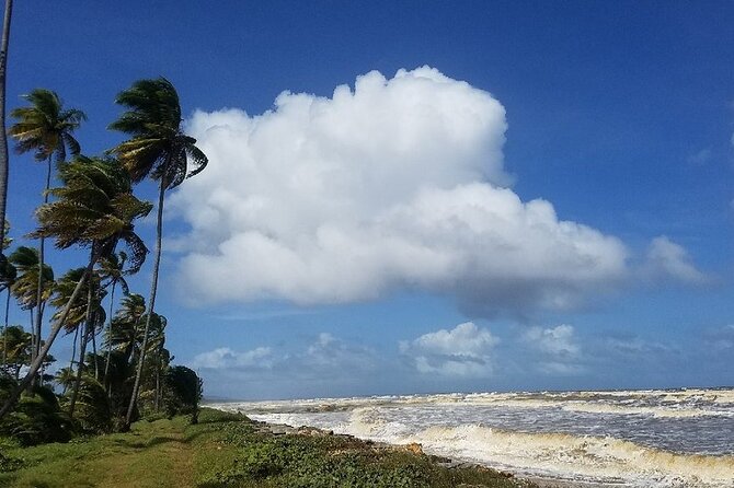 Trinidad Island Circle Tour with Pickup - Mayaro Beach and the Palm-Lined 14 Mile View