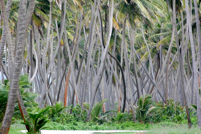 Trinidad Island Circle Tour with Pickup - Down the West Side: San Fernando, Town Stops, and the View-While-Driving Trick