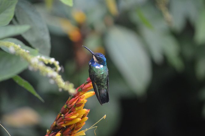 Trinidad Nature and Asa Wright Center Full-Day Tour from Port of Spain - Asa Wright Nature Centre: rainforest birding in a working sanctuary