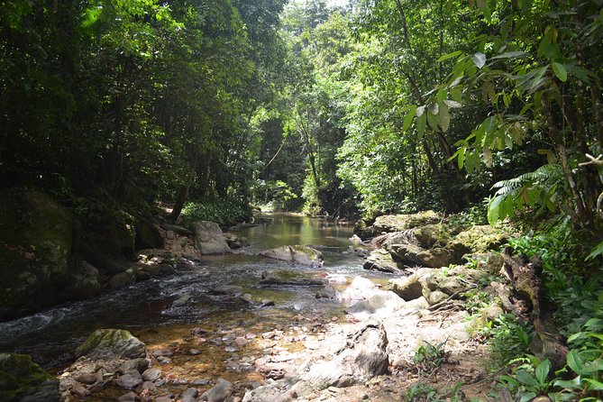 Trinidad Rainforest Hike to Waterfall - The real idea here: waterfall time with safe, guided access