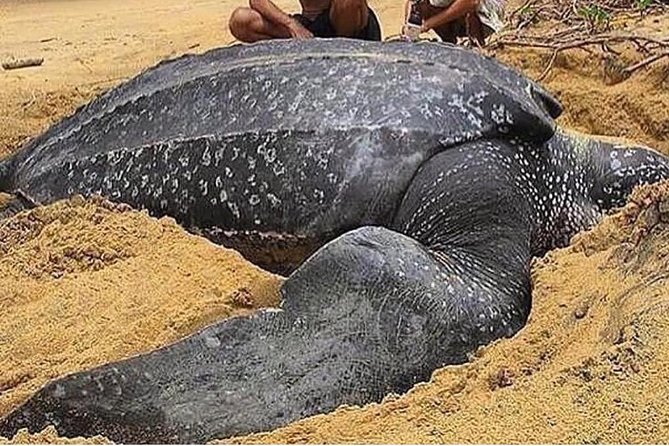 Turtle Watching - Key Things You Will Like About Turtle Watching in Tobago