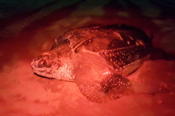 Turtle Watching - Getting to Buccoo Beach, and Why the Start Matters