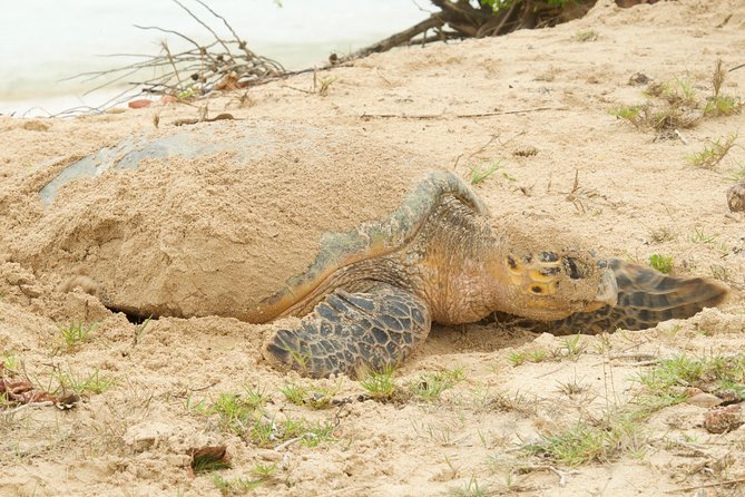 Turtle Watching - Price and Value: What You Get for $80 Per Person