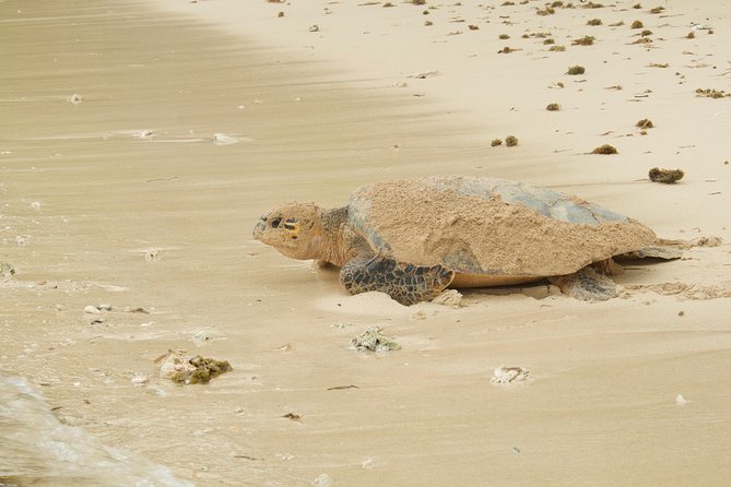 Turtle Watching - What to Expect Day Of: Pickup, Mobile Ticket, and a Moving Schedule