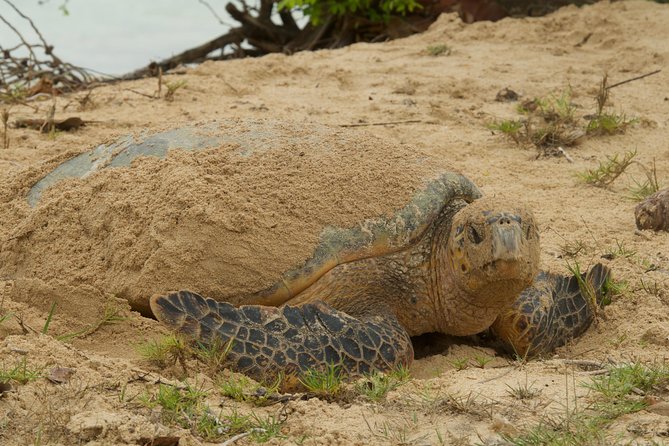 Turtle Watching - Who This Turtle Watching Trip Suits Best