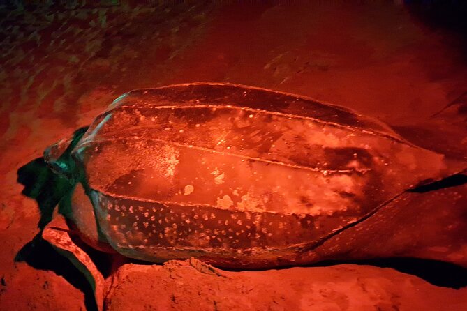 Turtle Watching - What You Might See: Green, Hawksbill, and Leatherback Turtles