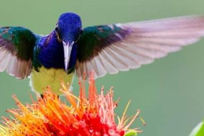 Yerette Home of the Hummingbird - Key things to know before you go