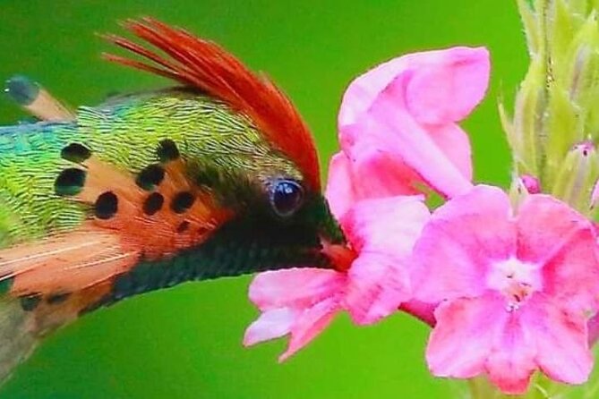 Yerette Home of the Hummingbird - Entering Yerette: an intimate hummingbird sanctuary in Trinidad