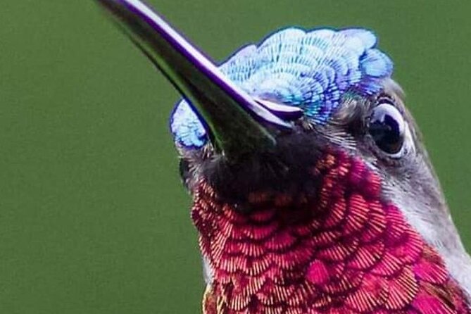 Yerette Home of the Hummingbird - The hummingbird garden visit: your up-close chance at 14 species