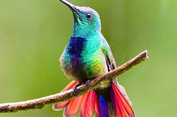 Yerette Home of the Hummingbird - Theo and Gloria’s talk: history, behavior, and the real meaning behind the birds