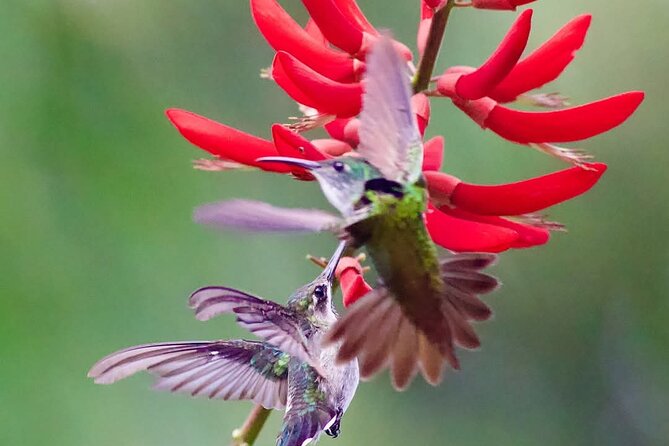 Yerette Home of the Hummingbird - Meals at Yerette: light breakfast, lunch, and afternoon tea without alcohol