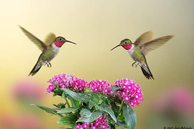Yerette Home of the Hummingbird - Price and value: what $96.25 buys in Trinidad hummingbird time