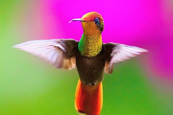 Yerette Home of the Hummingbird - Who this hummingbird tour suits best, and who should think twice