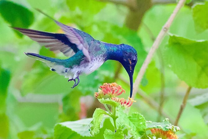 Yerette Home of the Hummingbird - Should you book Yerette Home of the Hummingbird?