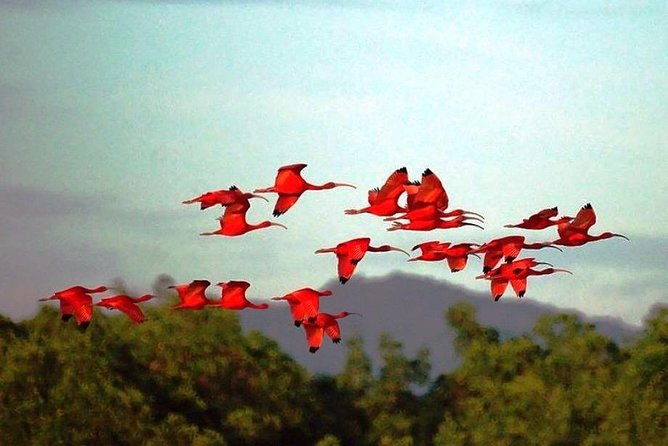 Yerette Home of the Hummingbird and Caroni Wildlife Tour - Maracas Valley, hummingbirds first, then the mangrove maze